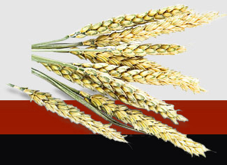 赏金船主·PG(中国游)官方网站