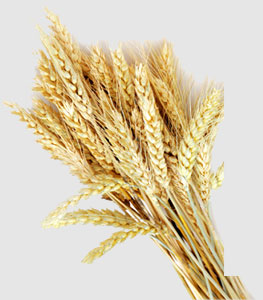 赏金船主·PG(中国游)官方网站