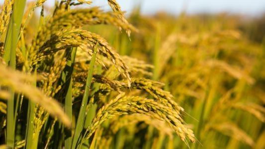 赏金船主·PG(中国游)官方网站