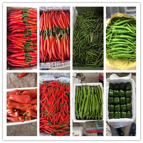 赏金船主·PG(中国游)官方网站